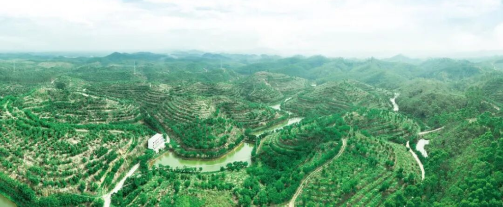 Hua Zhou Orange Peel Plantation